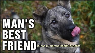 Why Dogs Are Mans Best Friend