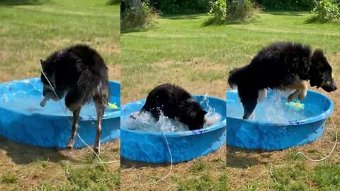 German Shepherd/Husky Mix Loves Playing in Water