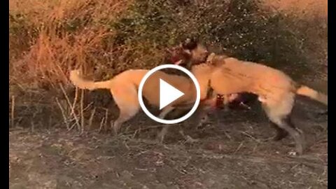 Phanter Kangal Shepherd Dogs
