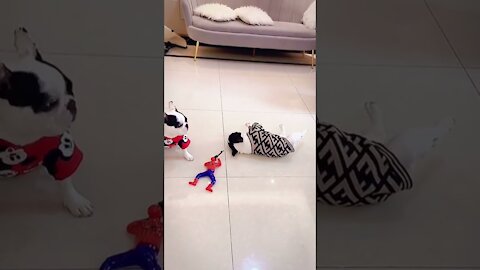 Funny dog ​​falls after being shot, a comedy!