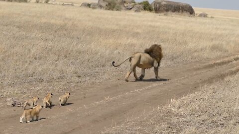Lion mom leaving her cubs