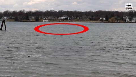 Strange Creature Out On The Lake? (What Do You Think?)