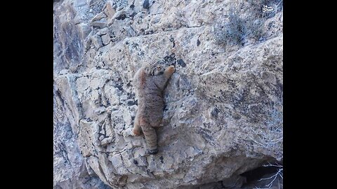 Rock climbing cat