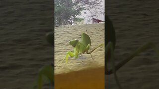 European Mantis