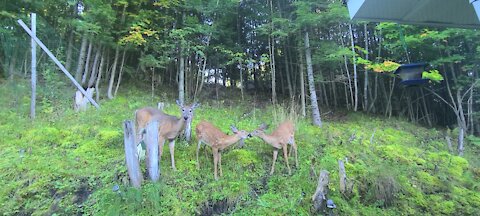 Mama and the twins getting ready for winter