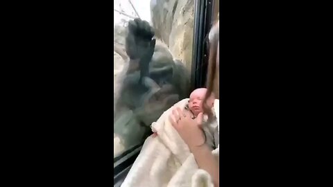 Nature: Mama gorilla admires baby, then needs to show off hers.