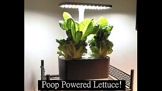 Unlocking the True Potential of Hydroponic Lettuce: Our 100% Natural Difference