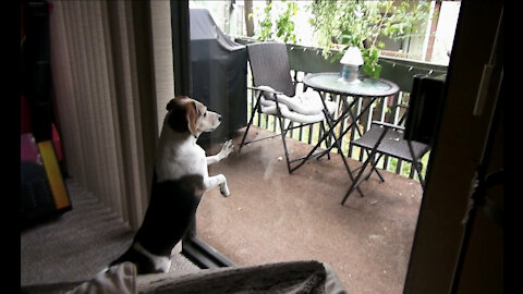 Montage of Beagle terrorizing a Squirrel