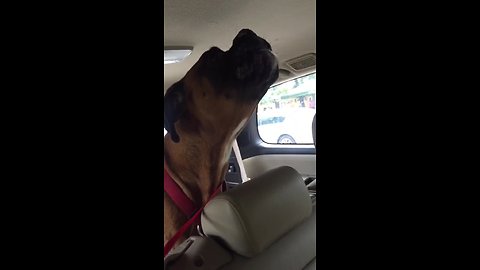 Sad boxer howls for very emotional reason