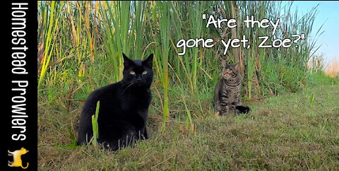 Otis Cat and Zoe Cat Wait For Disconcerting Big Birds To Leave