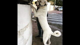 My Huge Dog got scared of the Cat! 🤩😂