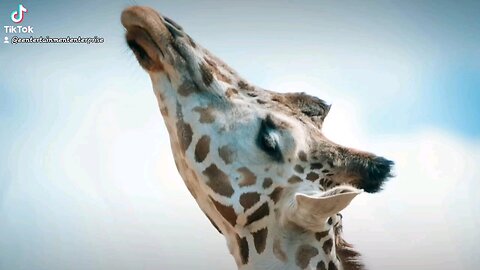 giraffes are certainly beautiful