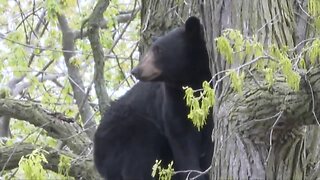 Bear wanders into Grand Rapids neighborhood
