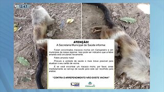 Caso em Campanário: Macacos mortos encontrados na cidade e em municípios da região.