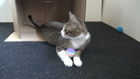 Wild Baby Cat Plays with a Ball