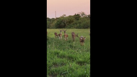 Bachelor group of buck