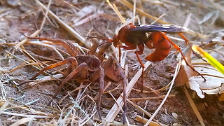 Spider Vs Wasp In Battle To The Death: SNAPPED IN THE WILD