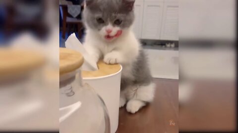 The Best Funny Cat Videos of Today's Internet