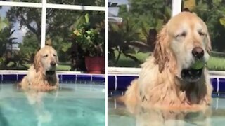 Dog falls asleep in pool with the tennis ball in her mouth