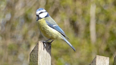 Cute Birds Video Compilation