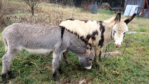 Calm Donkeys exploring their new barn lot