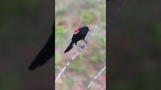 red winged blackbird