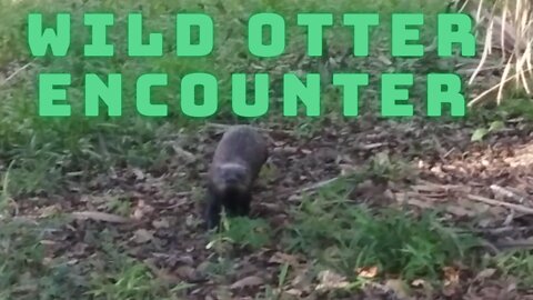 Wild Otter Encounter While Camping