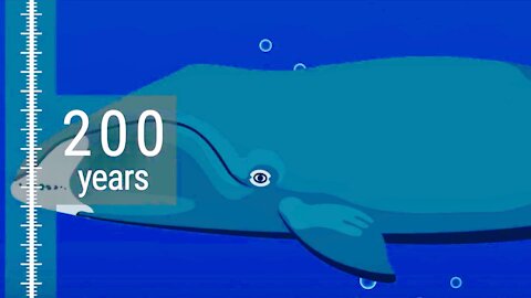 What Are The Longest Living Life Forms On Earth? - Great Animation Comparing Lifespans