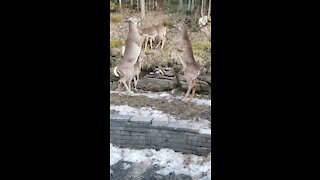 Female Deer have spunky fight with each other