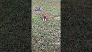 Leo running outside with Peaches #cutepets #shorts #dog #doglover #outdoors #shorts