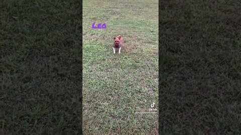 Leo running outside with Peaches #cutepets #shorts #dog #doglover #outdoors #shorts