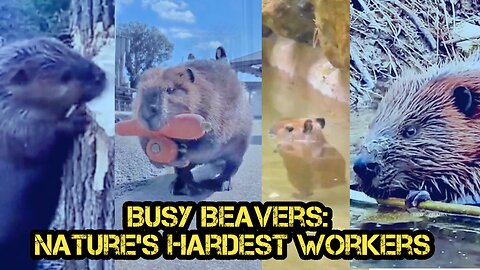 Busy Beavers: Nature's Hardest Workers