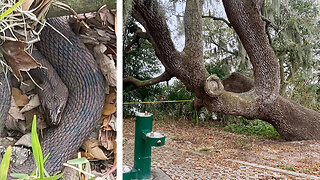 Mating snakes prompt closure of part of Florida park
