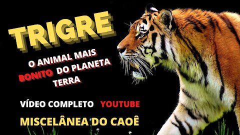 TIGRES O ANIMAL MAIS BELO DO PLANETA