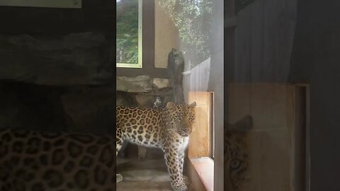 Leopard Yawning! *Rare