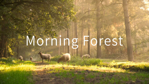 The forest in the Morning