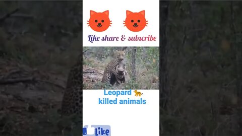 How Leopard 🐆 killed animal| #shorts #youtubeshorts