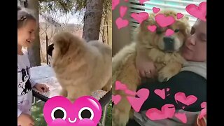 #shorts Chow Chow Dog Living in South Africa Num:10 #chowchowpuppies #chowchowdog #southafricachows