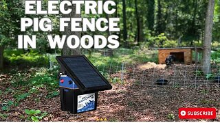 CAN THE ELECTRIC PIG FENCE KEEP OUR KUNEKUNE INSIDE?