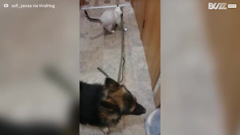 Cat drags German Shepherd on a leash