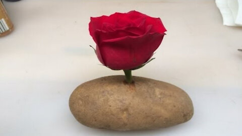 🌹Grow A Rose Cutting In A Potato!