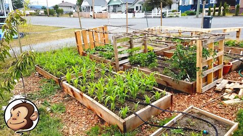 World's Most Diverse Urban Edible Garden - June Update
