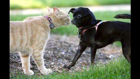 Funny behavior of kittens and cats, puppies and dogs and other adventures from their lives.