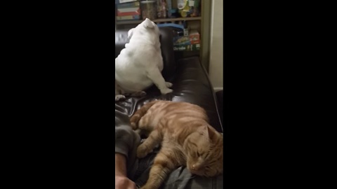 Sulking Bulldog extremely jealous of cat's attention