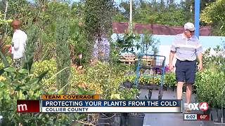 Protecting plants from near-freezing temps in Southwest Florida