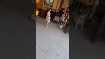 😂Funny Dog playing with Kid’s Bouble😂