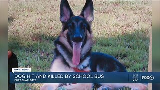 Dog hit, killed by school bus