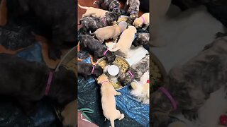 Finny puppies eating good. 8-5-23. LonelyCreek bullmastiff