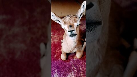 #gazelle baby #deer chinkara baby #animal so beautiful #deer 🦌 baby so Cute #im dil se dil tak 💓