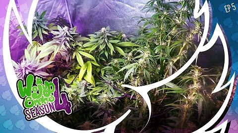 S4E5 Month 2 of Bloom Troubleshooting: Indoor Cannabis Cultivation Solutions